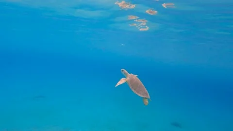 Baby turtle swims to surface in ocean, 4K Video stock 219362367