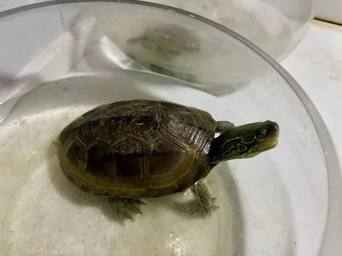 Baby turtle in a transparent container. Fotos de archivo
