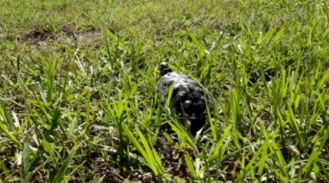 Baby turtle walking away through grass Stock Footage 8767688