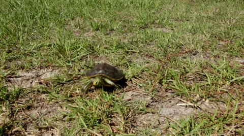 Baby turtle walking in grass Stock Footage 8767760