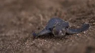 Baby Turtle Walking On The Sand Towards The Sea, Laniakea Beach Hawaii Stock Footage