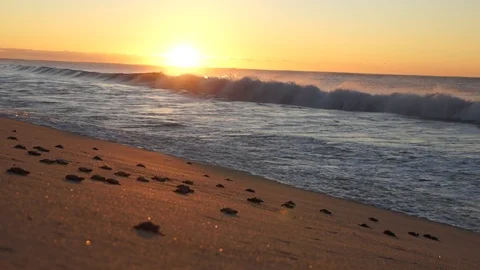 Baby Turtles 4  Stock Footage 100160482
