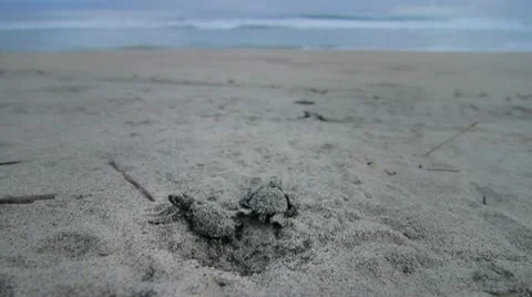 Baby turtles coming out Stock Footage