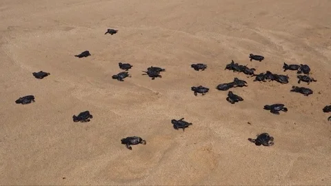 Baby turtles Video stock 78027697