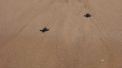 Baby turtles Stock-Footage 78027720