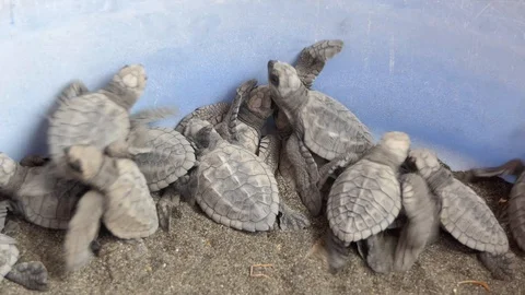 Baby Turtles Stock Footage 89808904