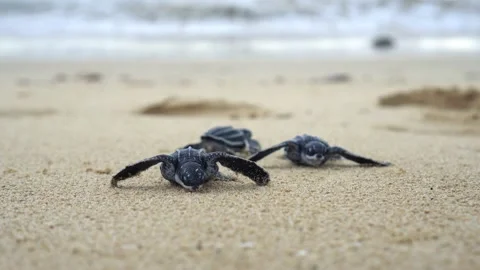Baby Turtles Stock Footage 171267637