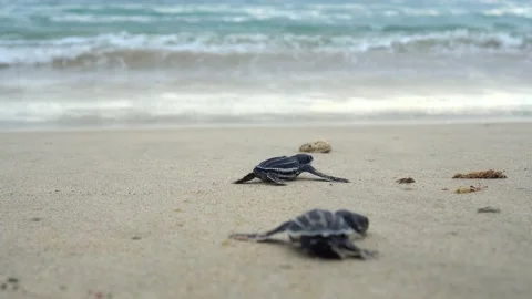 Baby Turtles Stock Footage 171267675