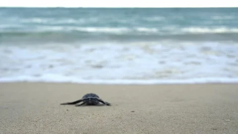Baby Turtles Stock Footage 171267722