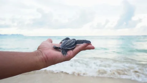 Baby Turtles Stock Footage 171267905