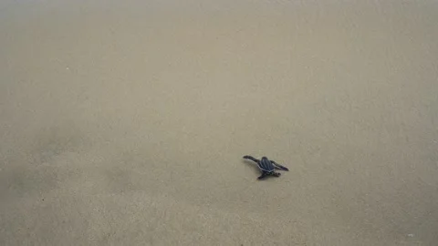 Baby Turtles Stock Footage 171267997