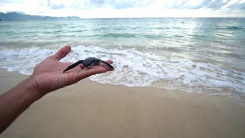 Baby Turtles Stock Footage 171268040