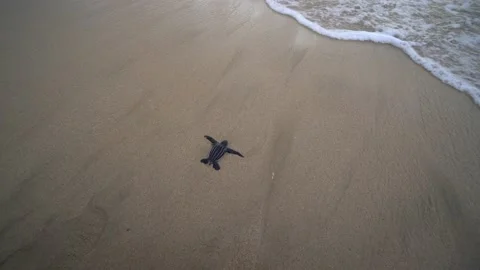 Baby Turtles Stock Footage 171268091