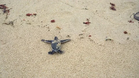 Baby Turtles Stock Footage 171268719
