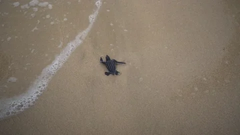 Baby Turtles Stock Footage 171269729