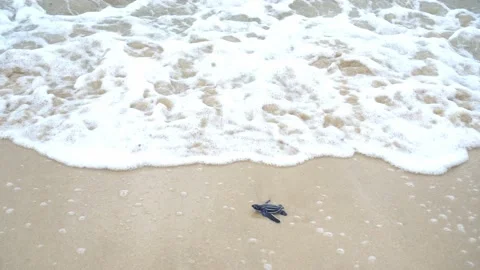 Baby Turtles Stock Footage 171269732