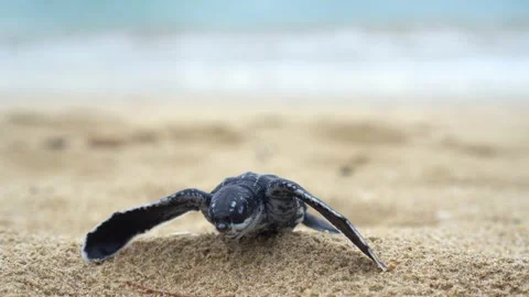 Baby Turtles Stock Footage 171269894