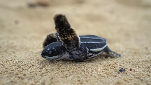 Baby Turtles Stock Footage 171269932