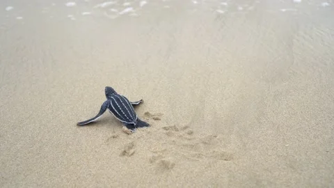 Baby Turtles Stock Footage 171269968