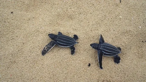 Baby Turtles Stock Footage 171270067