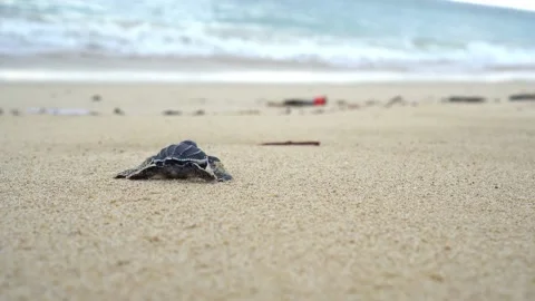 Baby Turtles Stock Footage 171270164