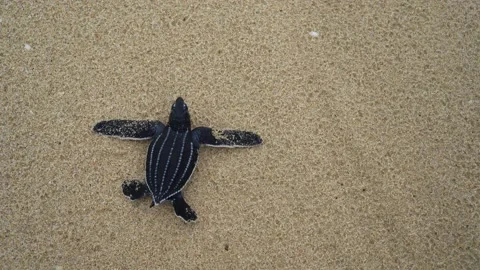 Baby Turtles Stock Footage 171270176