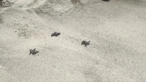 Baby turtles Video stock 225861556