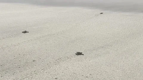 Baby turtles Video stock 225862025