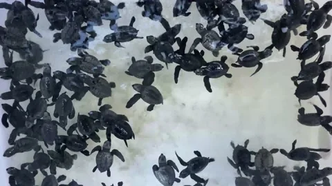 Baby Turtles Stock Footage 238062170