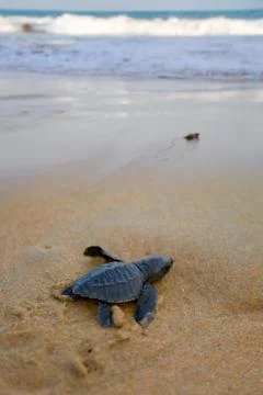 Baby turtles making it's way to the ocean Foto stock