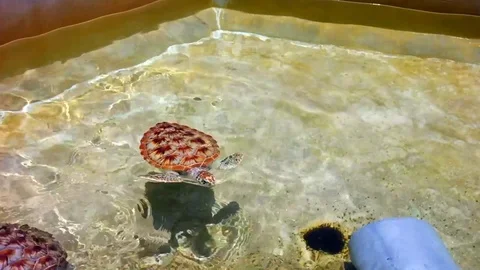 Baby Turtles in a Pool 스톡 동영상 127996545