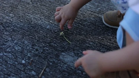 Baby using finger hand pick flower falling on street Stock Footage 85093455