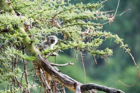 Baby Vervet Monkey (Cercopithecus aethiops) sitting in thorny acacia tree, Ngoro Foto stock