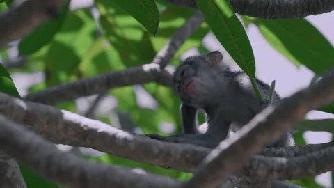 A baby vervet monkey sitting on a tree branch Stock Footage 200775413