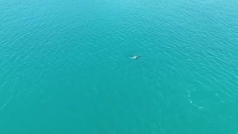 Baby Wale Diving Stock Footage 293191970