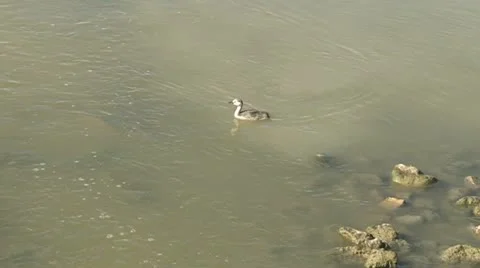 Baby Western grebe Stock Footage 11855101