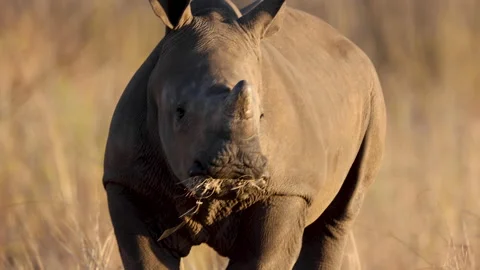 Baby White Rhino eating grass Stock Footage