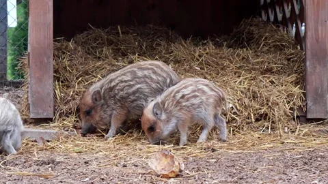 Baby wild boars explore their cozy habitat in a sunny enclosure Vídeo Stock 295300005