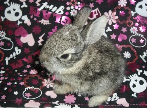Baby Wild Rabbit Stock Photos