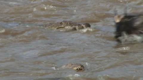 Baby wildebeest killed by a crocodile while crossing mara river Stock Footage 32573033