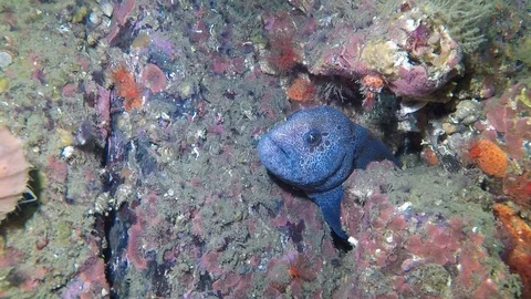 Baby wolf eel peers out from den Stock Footage 88199024