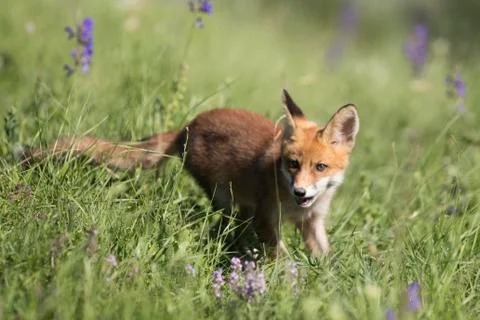 Baby wolf in grass Stock Photos