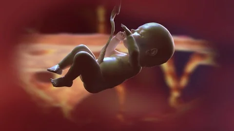Baby in the womb 3d render Vídeos de archivo 80383822