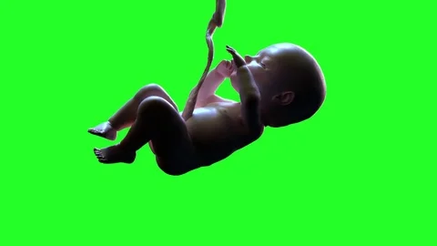 Baby in the womb 3d render on a green background Stock Footage