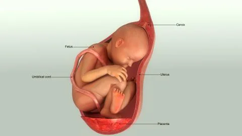 Baby in Womb Stock Illustration
