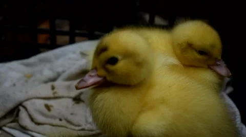 Baby yellow ducks Stock Footage