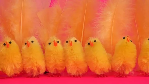 Baby yellow Easter chicks with pink background Vídeos de archivo 73865986