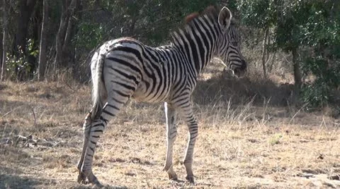 Baby Zebra Stock Footage 10980858