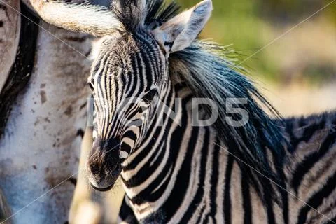 Baby Zebra Stock Photos