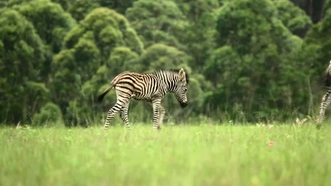 Baby Zebra Walking Behind Mom Stock Footage